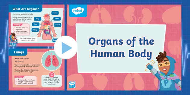 Kindergarten Organs of the Human Body PowerPoint - Twinkl