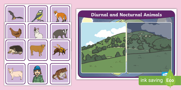Nocturnal and Diurnal Animals Sorting Activity - Twinkl