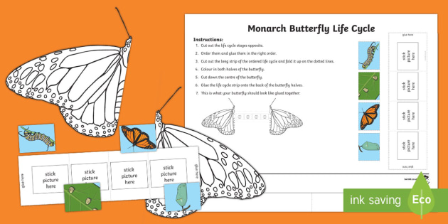 Monarch Butterfly Life Cycle Worksheet (teacher made)