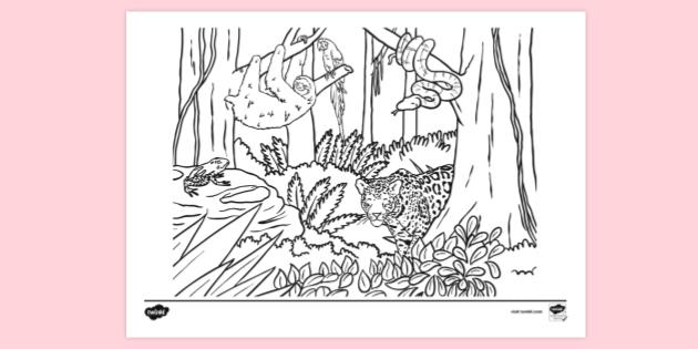 forest habitat coloring pages