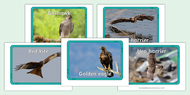 UK Birds of Prey Display Photos