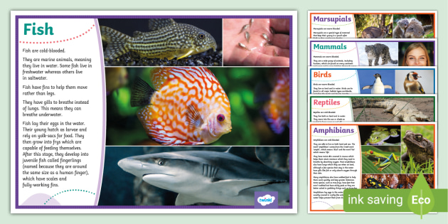 * NEW * KS2 Vertebrates and Invertebrates Animal Groups Display Posters