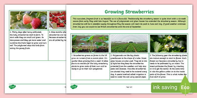 Fact Sheet Growing Strawberries