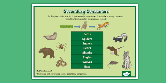 Animals That Are Secondary Consumers Display Poster - Twinkl