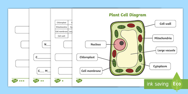 Plant Cell Structure and Function Game
