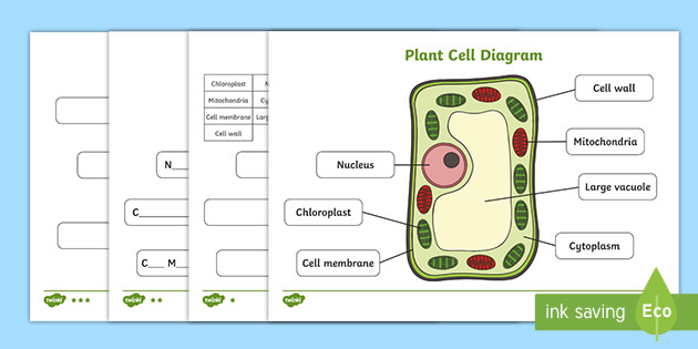 Plant Cell Diagram (teacher made)