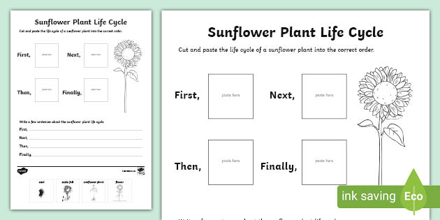 plant life cycle cut and paste worksheet