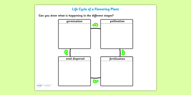 free pollination fertilization seed dispersal and germination worksheet