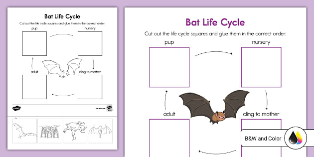 PK-K Life Cycle of a Bat Cut and Paste Worksheet