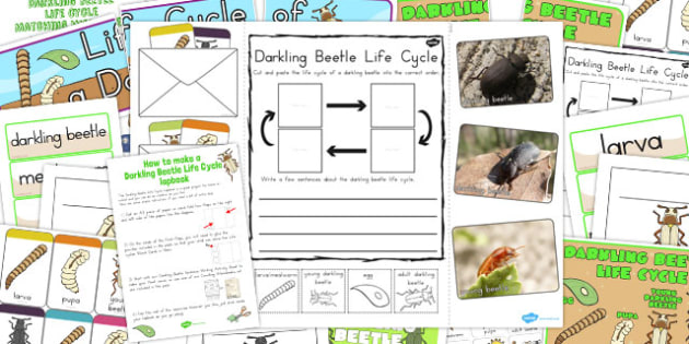 Darkling Beetle Life Cycle Lapbook Creation Pack - australia