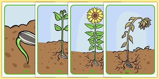 Life Cycle of a Sunflower Display Posters - Bean, growth, plant