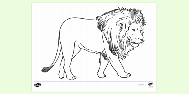 FREE! - Detailed Lion Outline Drawing Colouring Sheet