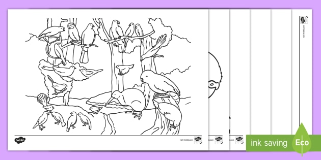 580 Top Nz Bird Coloring Pages , Free HD Download