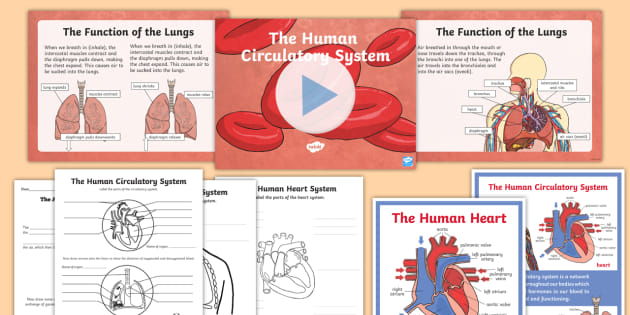 human circulatory system diagram labeled basic