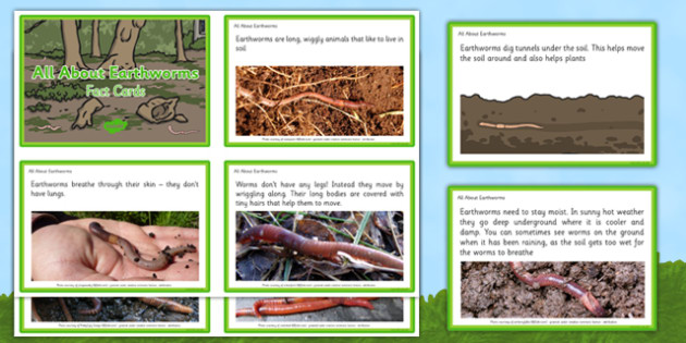 All About Earthworms Fact Cards - EYFS, Early Years, minibeasts, creepy