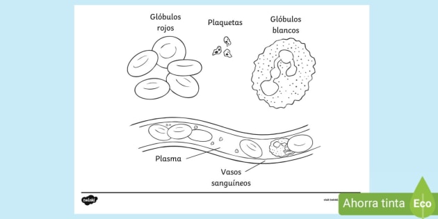 dibujo para colorear del sistema circulatorio