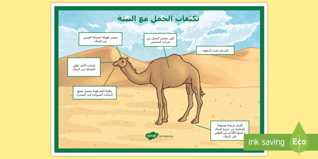 بيئة الصحراء و الغابة رسم Kamsidaa