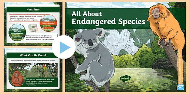 LKS2 All About Endangered Species PowerPoint (teacher made)