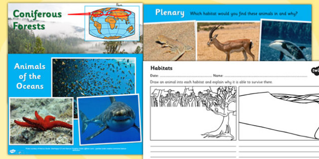 Living Things and Their Habitats Year 4 - Teaching Pack