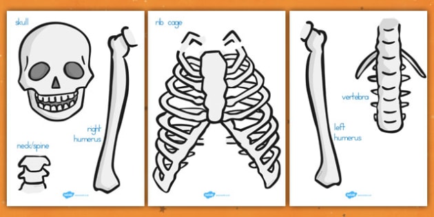 life size skeleton cut out body human people flaps labels