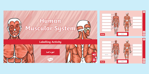 Body Muscle Diagram Interactive