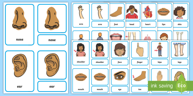 Parts of the Body Interactive Labelling Activity