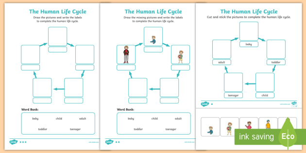Life Cycle Of Human Worksheet