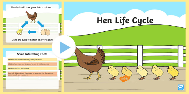 Hen Life Cycle Powerpoint (teacher Made)