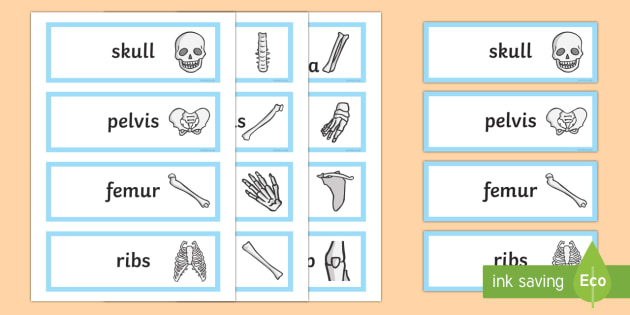 Human Body Bones Name Cards | Science Word Cards