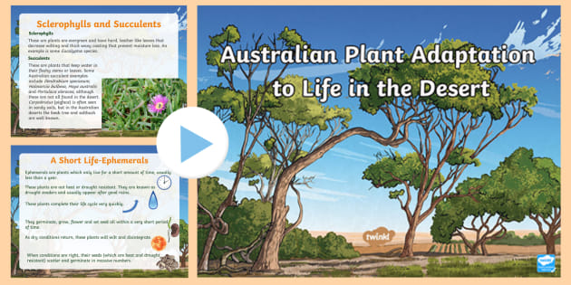 What is the Australian Savanna? Savanna Biome Facts - Twinkl