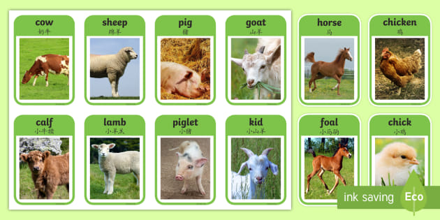 FREE Printable Free Farm Animals Flashcards English Mandarin