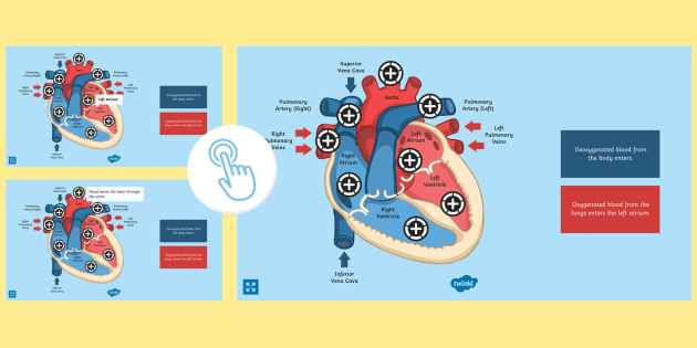 Circulatory System Heart Diagram Gcse - Diagramaica