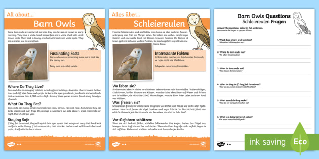 Barn Owls Differentiated Reading Comprehension Activity English