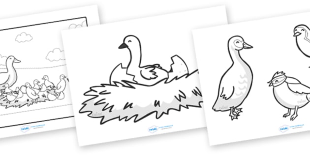 The Ugly Duckling Story Colouring Sheets (teacher made)