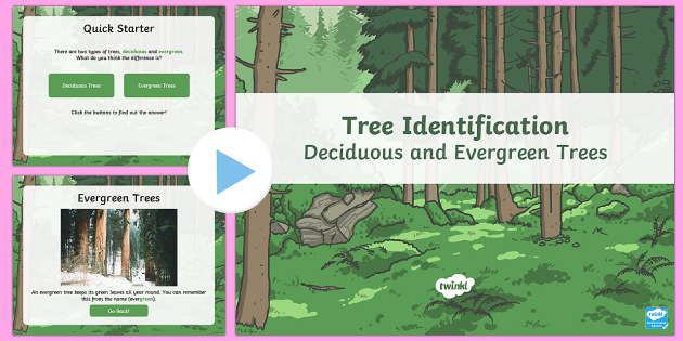 Deciduous And Evergreen Trees Task Setter Powerpoint