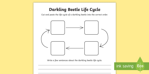 darkling-beetle-life-cycle-sentence-writing-activity