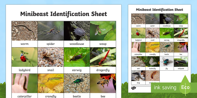 A fab Minibeast Identification Worksheet: Full colour photos