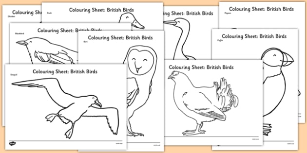 650 Bird Migration Coloring Pages Download Free Images