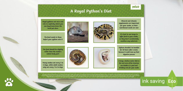 A Royal Python's Diet - Royal Python Feeding Chart - Pets