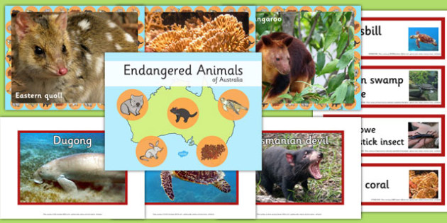 Endangered Australian Animal Facts | Information for teaching kids