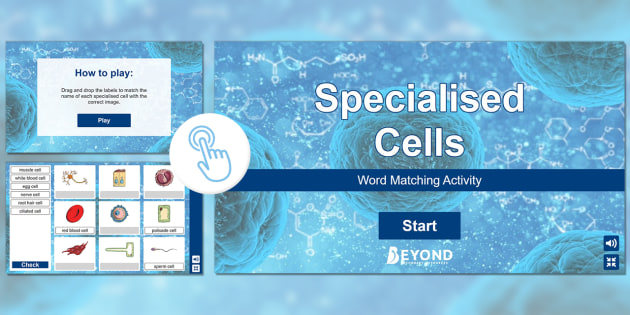 specialised-cells-word-matching-activity-twinkl