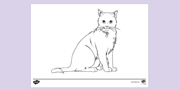 Free Cat Colouring Page Colouring Sheets Teacher Made