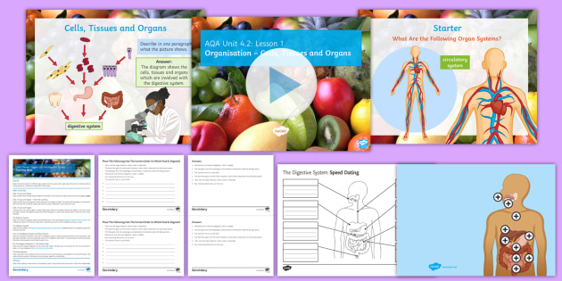 Aqa Biology The Digestive System Cover Lesson Pack Beyond