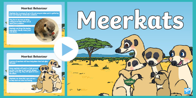 What is a Meerkat? - Answered - Twinkl Teaching Wiki