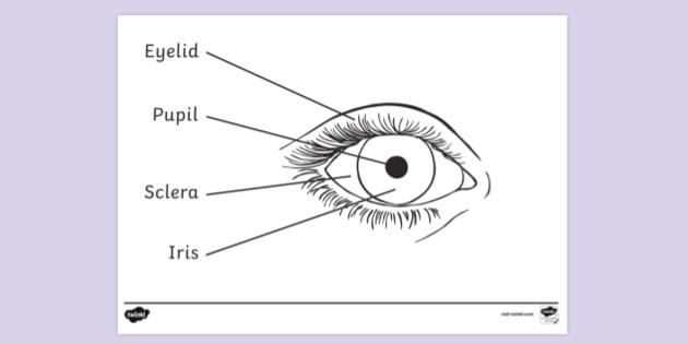 coloring pages eyeballs