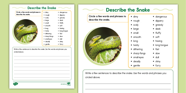 describe-the-snake-activity-teacher-made