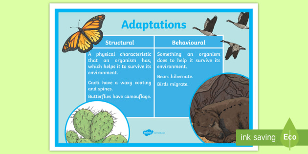 structural-and-behavioural-adaptations-display-poster