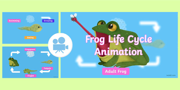 VISUAL DISPLAY CARDS EYFS CLASS TOPIC GROUP DISCUSSION THE LIFECYCLE OF A FROG 