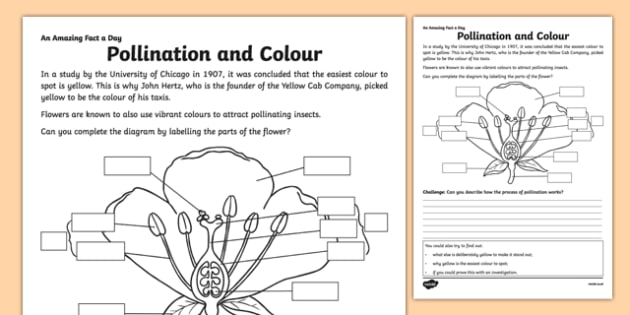 polllination color hunt worksheet