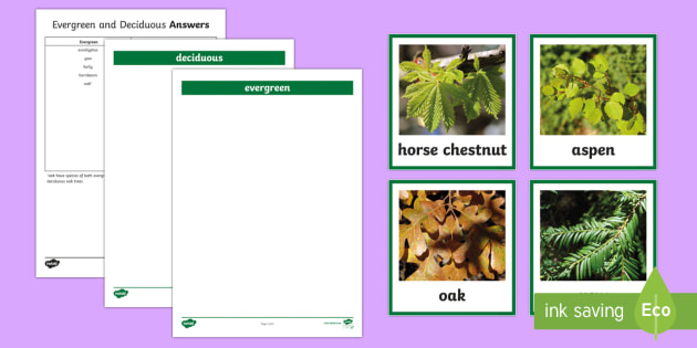 Deciduous And Evergreen Trees Photograph Sorting Activity